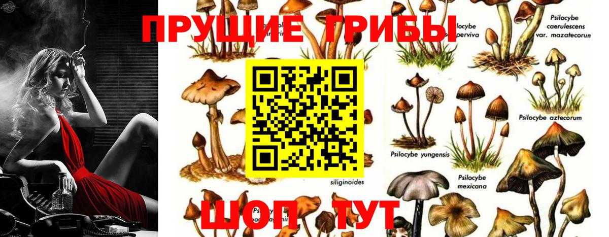 Псилоцибиновые грибы Cubensis Соликамск